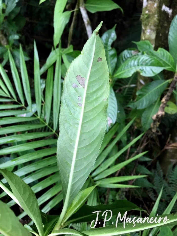 Hedyosmum brasiliense