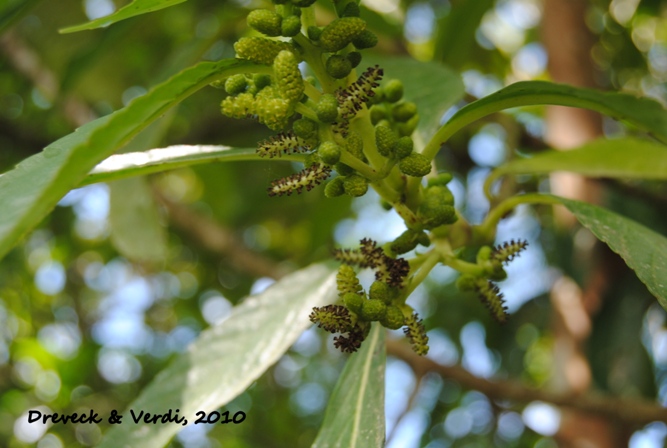 Hedyosmum brasiliense