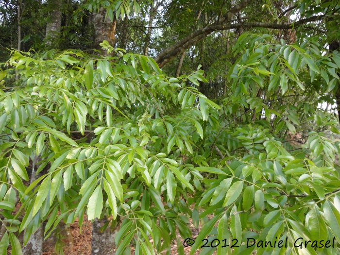 Diatenopteryx sorbifolia