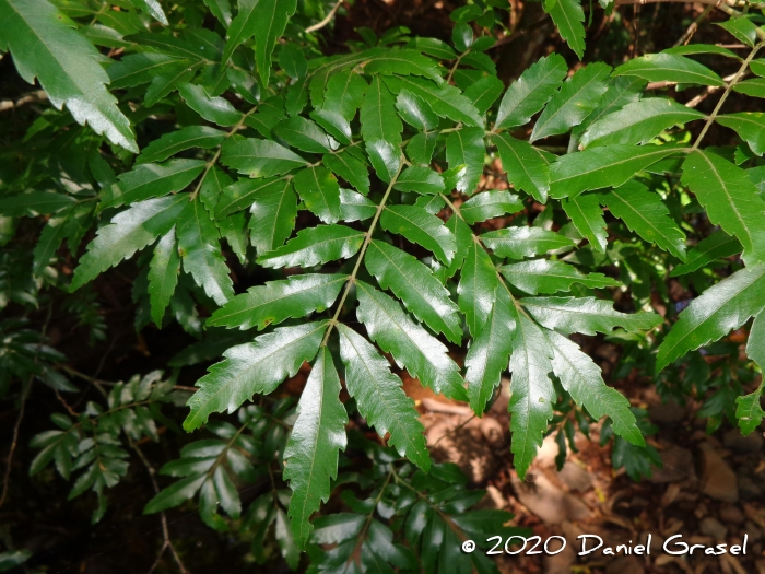 Diatenopteryx sorbifolia