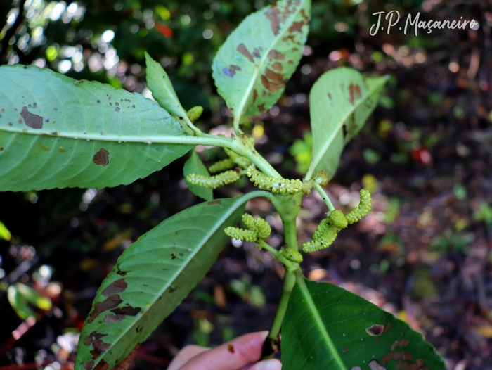 Hedyosmum brasiliense