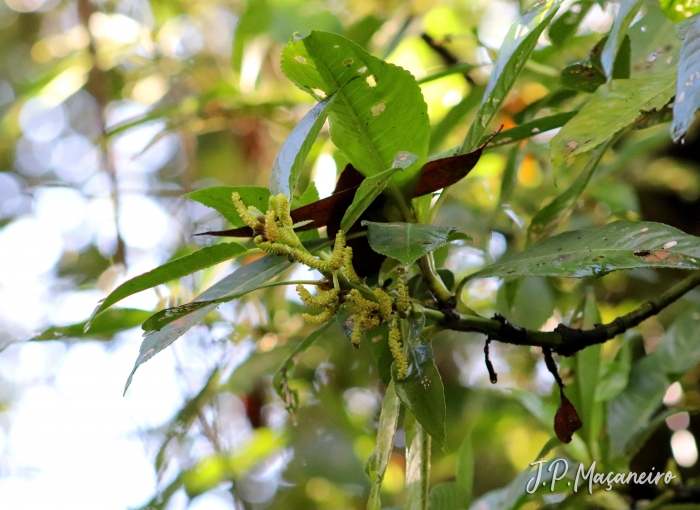 Hedyosmum brasiliense