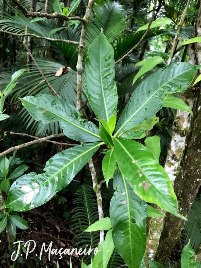 Hedyosmum brasiliense