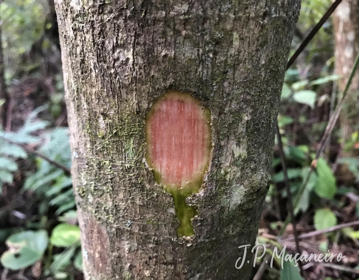 Hedyosmum brasiliense