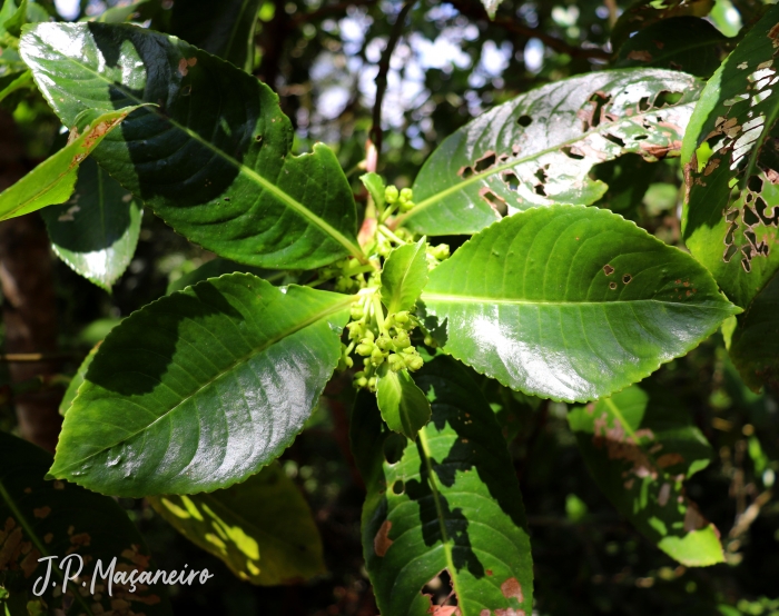 Hedyosmum brasiliense