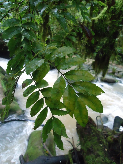 Diatenopteryx sorbifolia