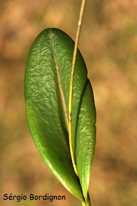 Acianthera alligatorifera