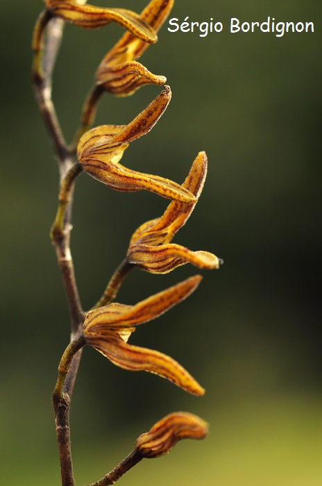 Acianthera alligatorifera