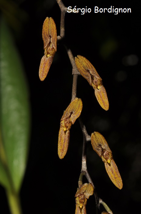 Acianthera alligatorifera