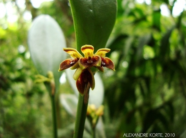 Acianthera aphthosa