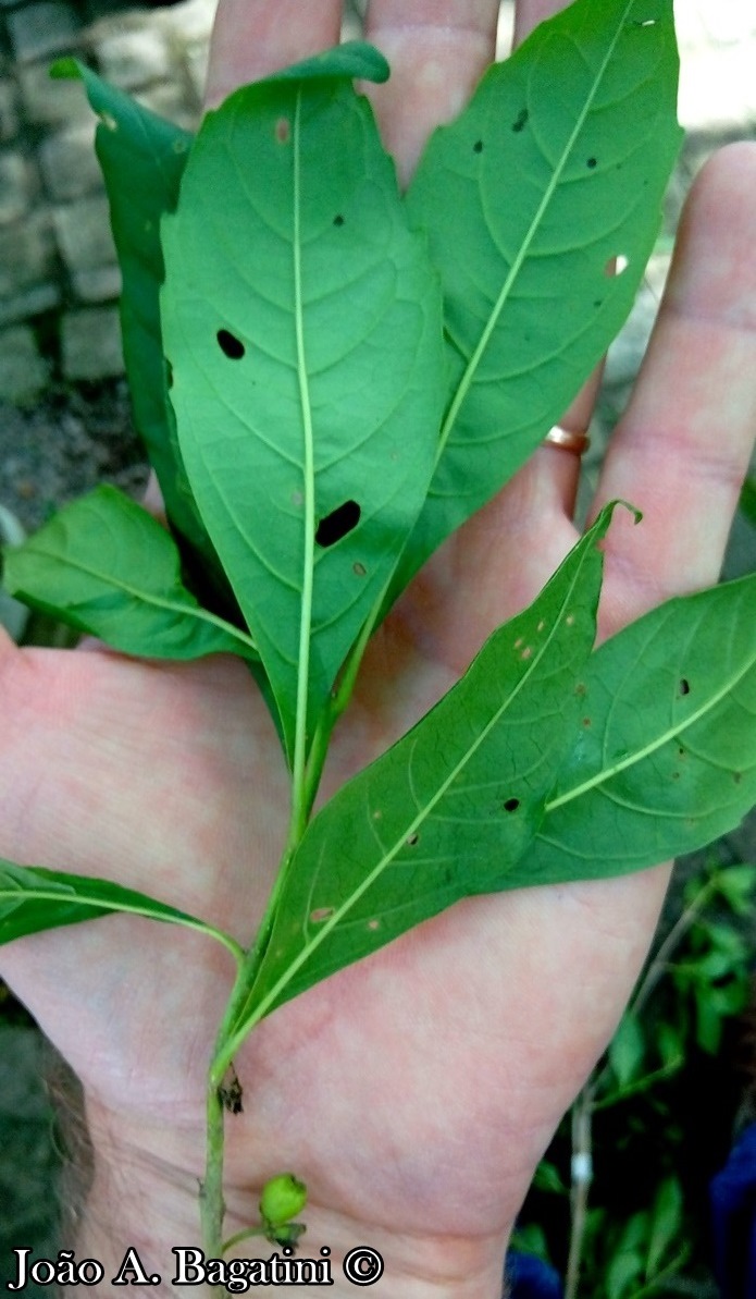 Aegiphila brachiata