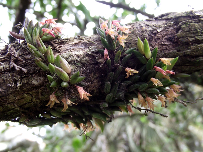 Acianthera aveniformis