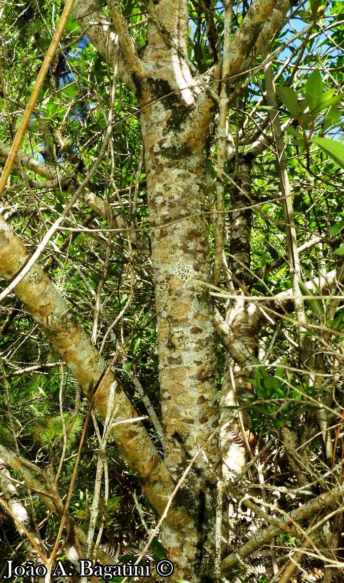 Aegiphila brachiata