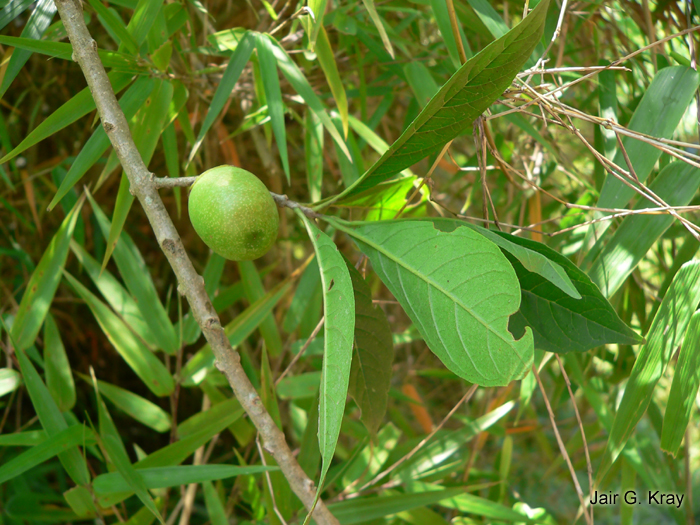 Aegiphila brachiata