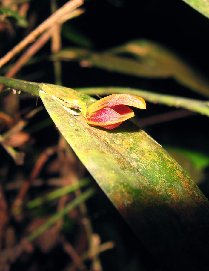 Acianthera glanduligera