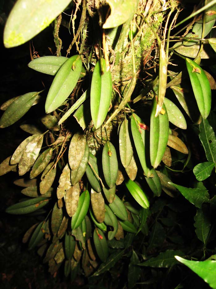 Acianthera glanduligera