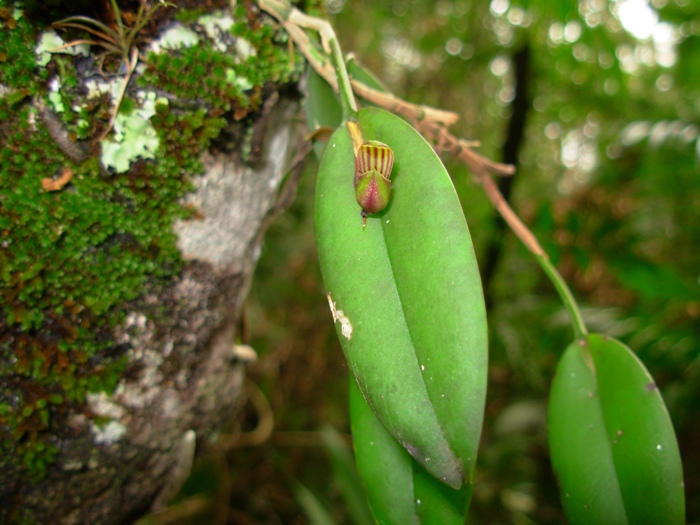 Acianthera glanduligera