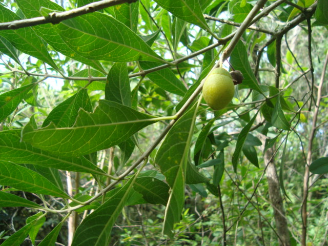 Aegiphila brachiata