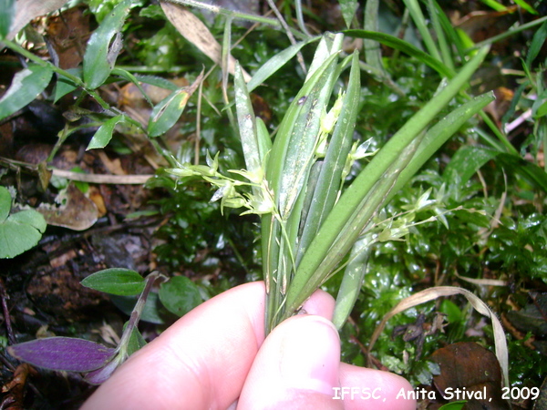 Acianthera hygrophila