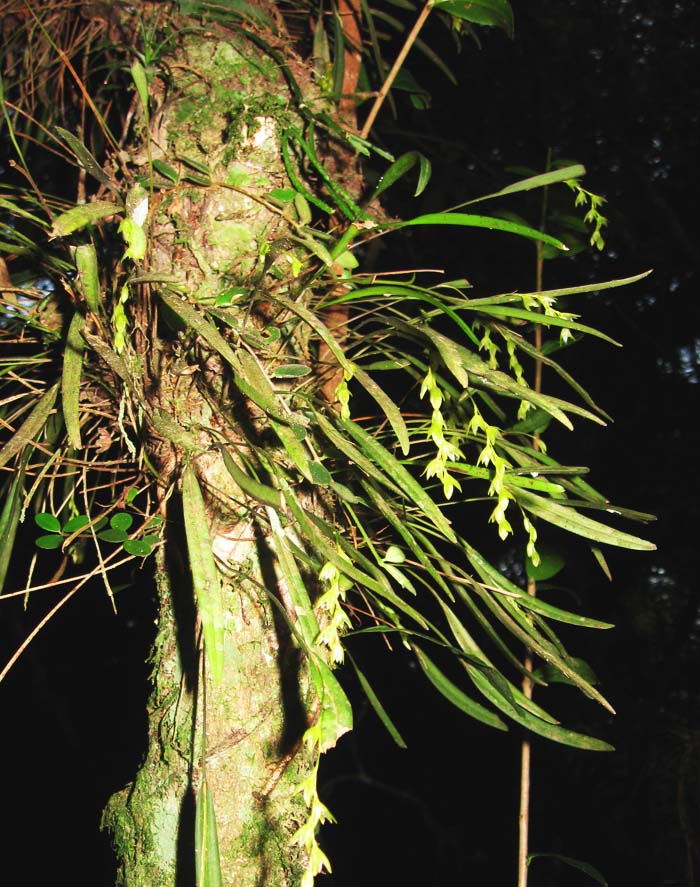Acianthera hygrophila