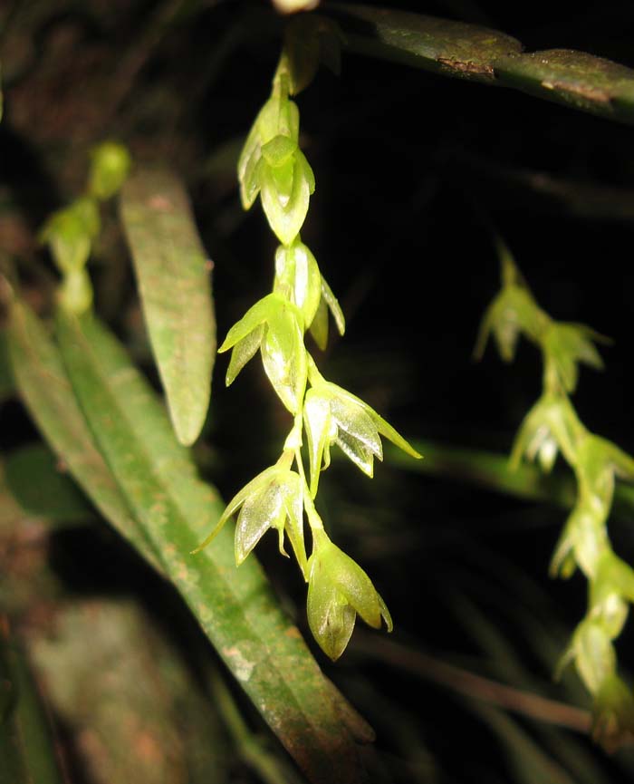 Acianthera hygrophila