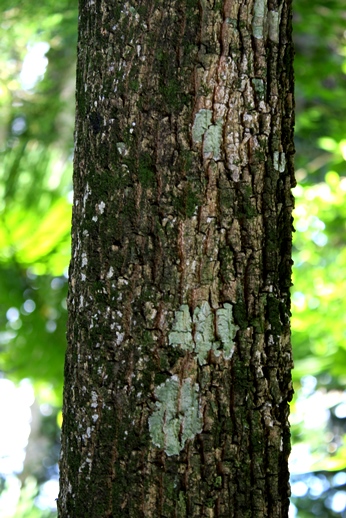 Blepharocalyx salicifolius