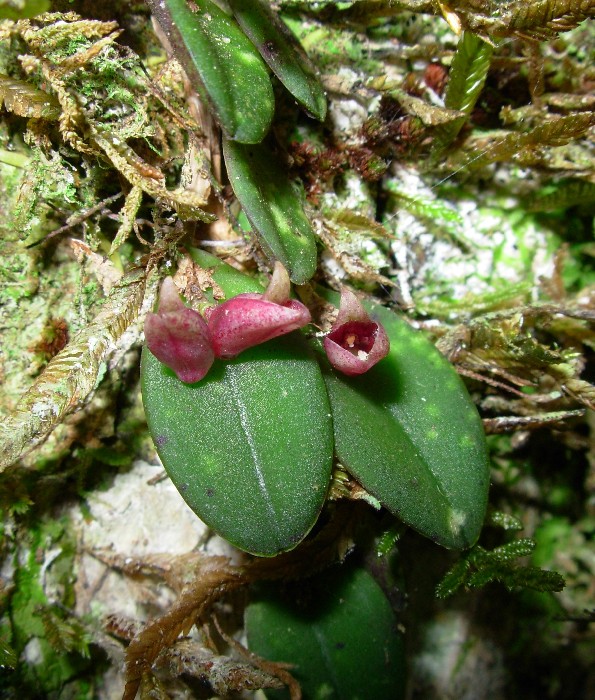 Acianthera karlii