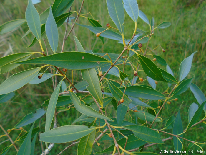 Blepharocalyx salicifolius