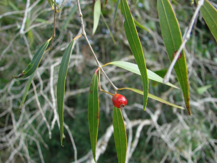 Blepharocalyx salicifolius