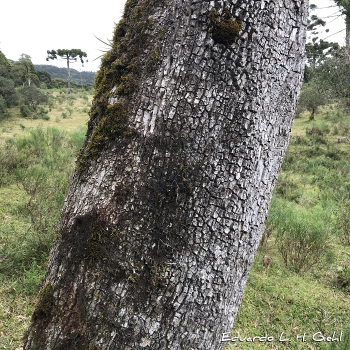 Blepharocalyx salicifolius