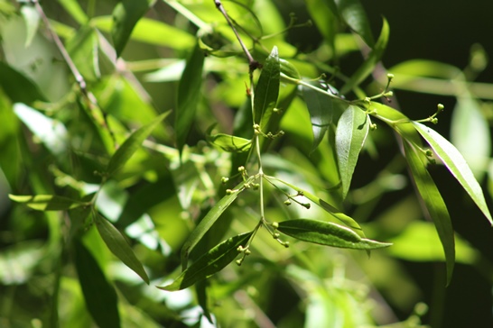 Blepharocalyx salicifolius