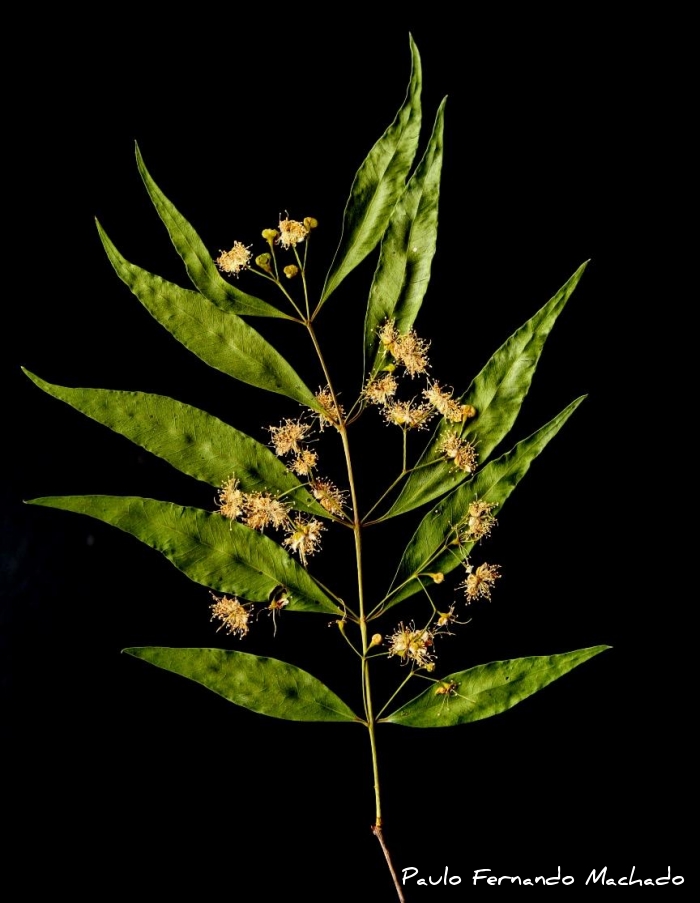 Blepharocalyx salicifolius