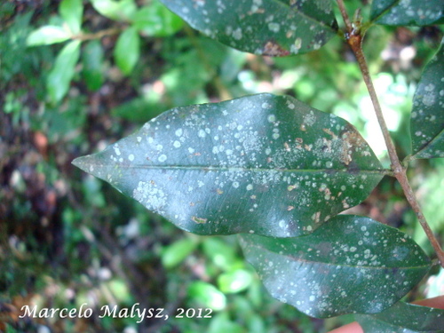 Blepharocalyx salicifolius