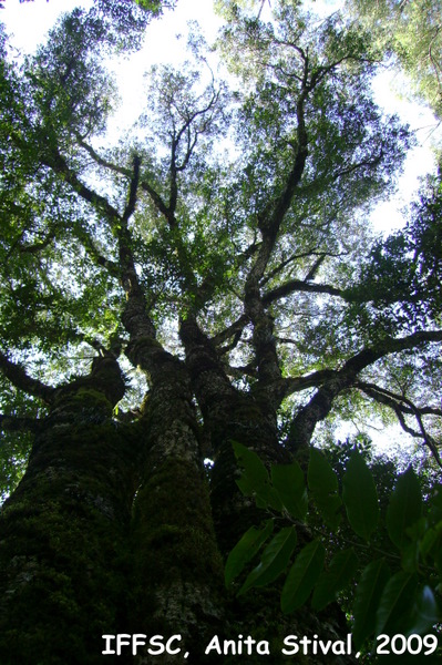 Blepharocalyx salicifolius