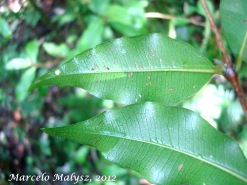 Blepharocalyx salicifolius