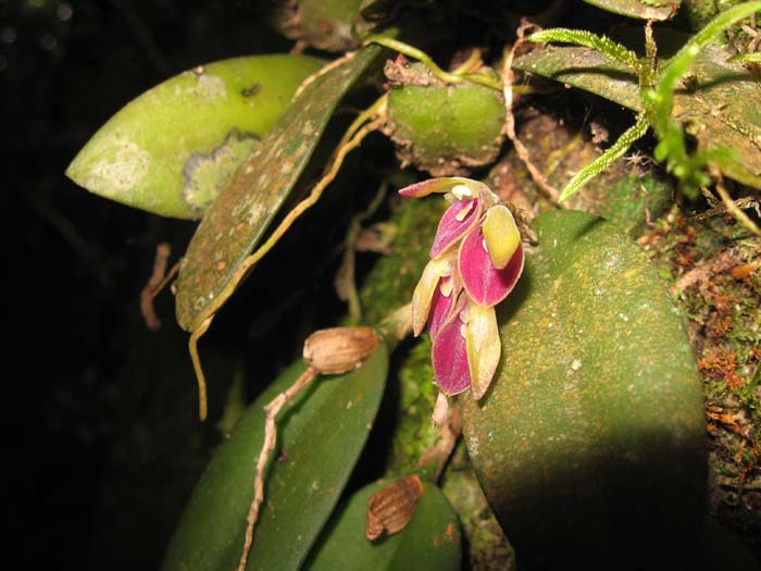 Acianthera recurva