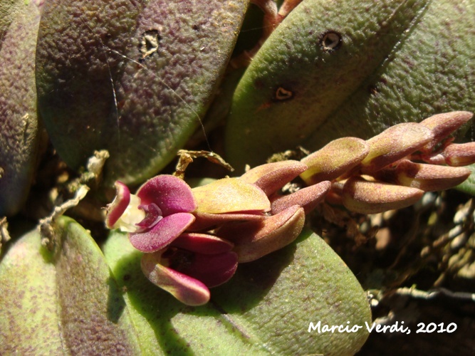 Acianthera recurva