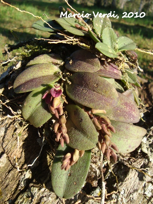 Acianthera recurva