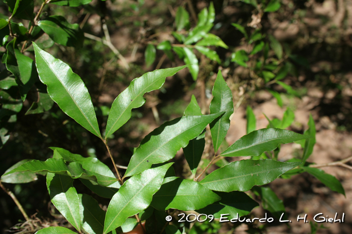 Blepharocalyx salicifolius