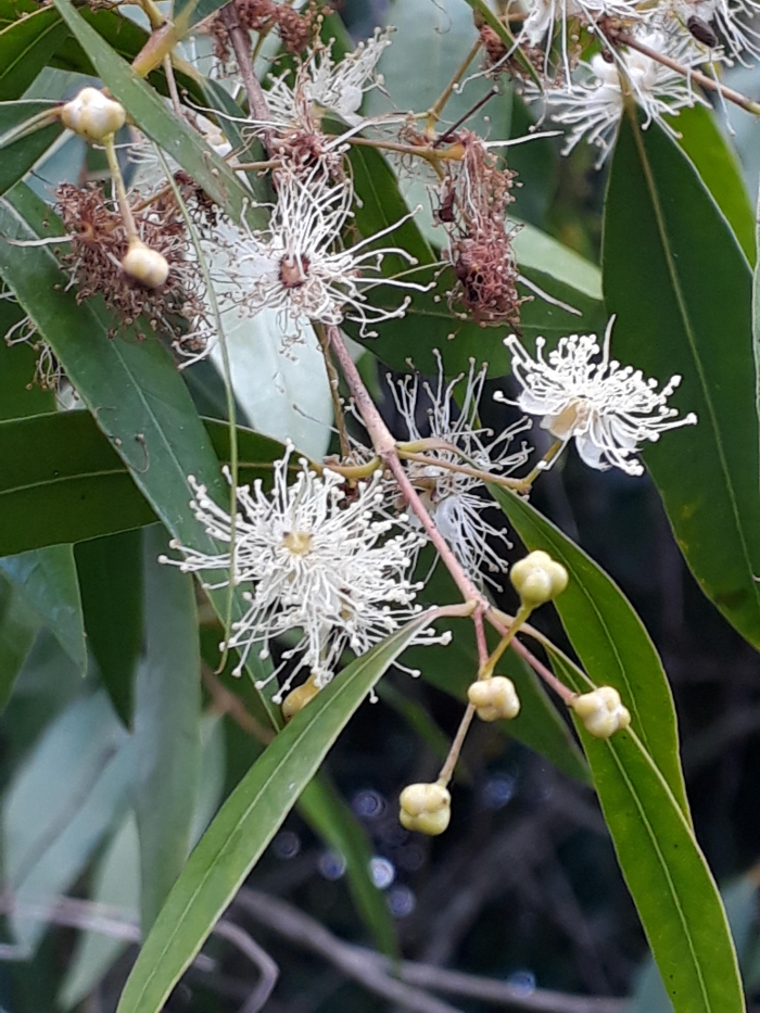 Blepharocalyx salicifolius