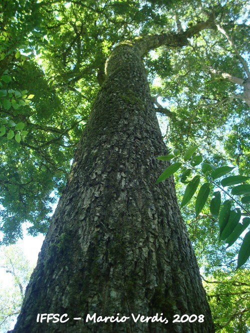 Blepharocalyx salicifolius