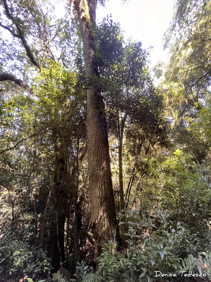 Blepharocalyx salicifolius