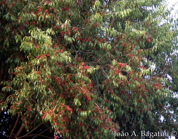 Blepharocalyx salicifolius