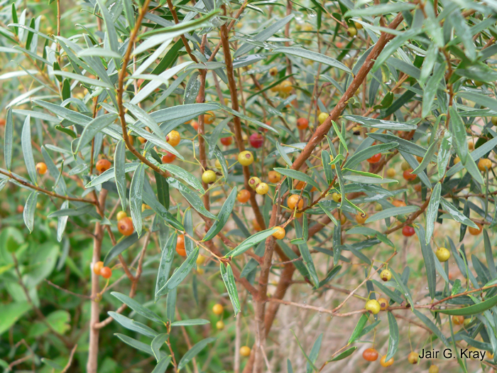 Blepharocalyx salicifolius