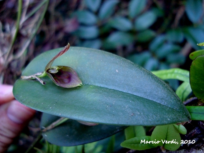 Acianthera saundersiana 