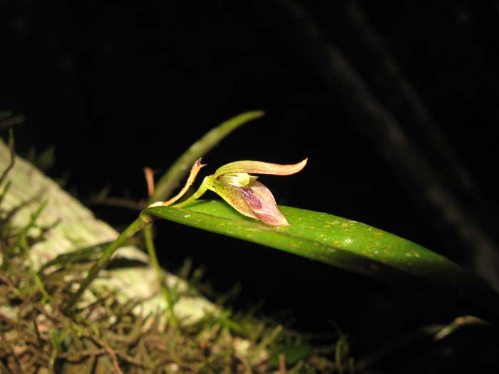 Acianthera saundersiana