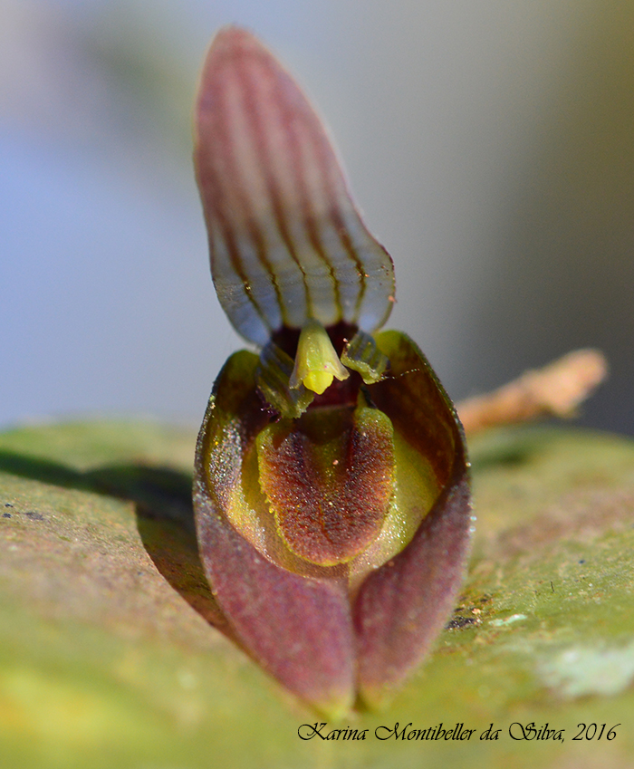 Acianthera saundersiana