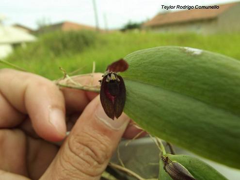 Acianthera saundersiana