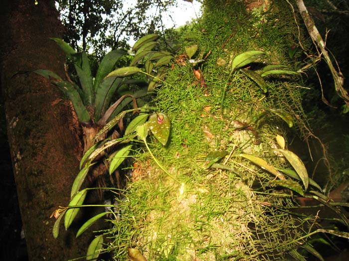 Acianthera saundersiana