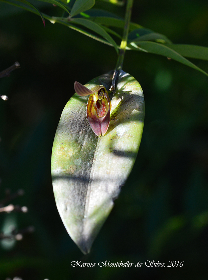 Acianthera saundersiana